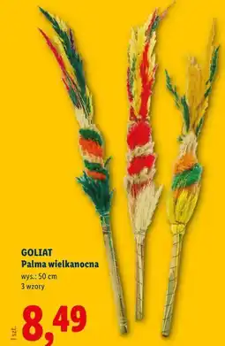 Lidl GOLIAT Palma wielkanocna wys.: 50 cm oferta