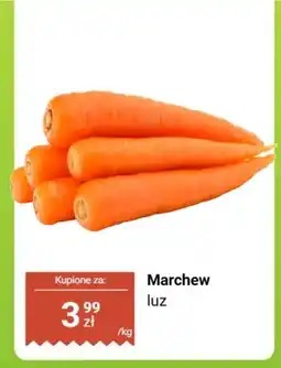 Dino Marchew luz oferta