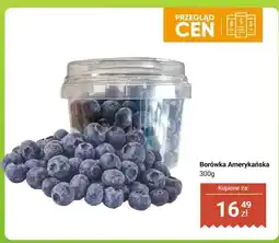 Dino Borówka amerykańska oferta