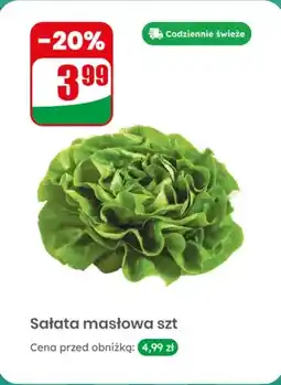 Dino Sałata masłowa oferta