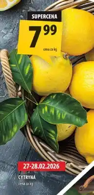 Arhelan Cytryna oferta