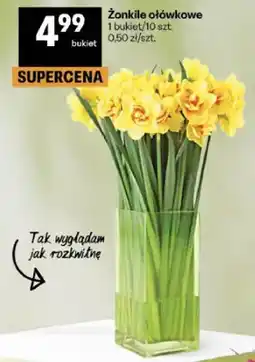 Delikatesy Centrum Żonkile ołówkowe oferta