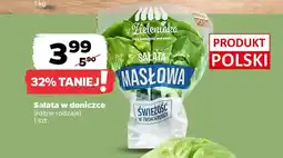 Netto Sałata w doniczce oferta