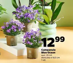 Netto Campanula Blue Ocean oferta