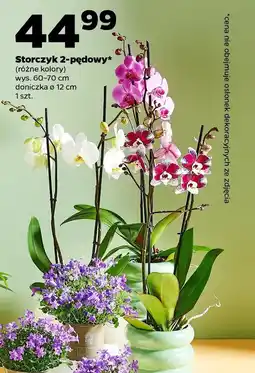 Netto Storczyk 2-pędowy oferta