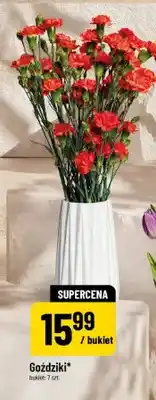 Polomarket Goździki oferta