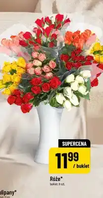 Polomarket Róże oferta