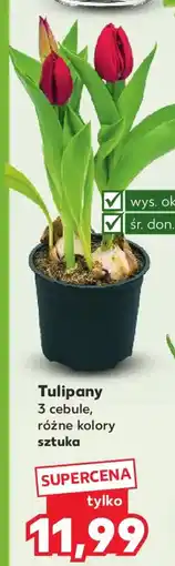 Kaufland Tulipany oferta