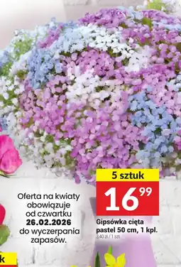 Twój Market Gipsówka cięta pastel oferta