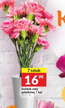 Twój Market Goździk cięty gałązkowy oferta