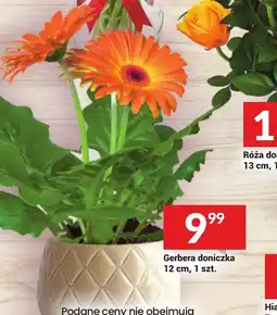 Twój Market Gerbera doniczka oferta