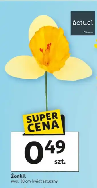 Żonkil 38 cm Actuel