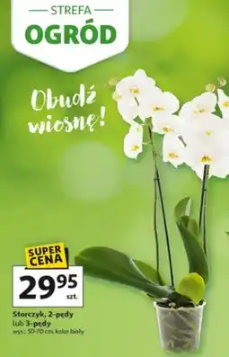 Auchan Storczyk, 2-pędy lub 3-pędy wys.: 50-70 cm, kolor biały oferta