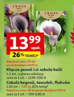 Auchan Kłącze peonii lub cebule kalii oferta