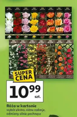 Auchan Róża w kartonie wybór ekstra, różne rodzaje, odmiany silnie pachnące oferta