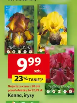 Auchan Kanna, irysy oferta