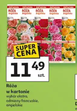 Auchan Róża w kartonie wybór ekstra, odmiany francuskie, angielskie oferta