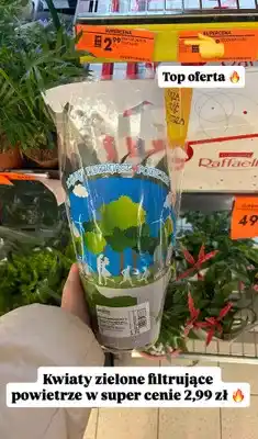 Biedronka Kwiaty zielone filtrujące powietrze oferta