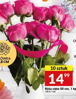 Twój Market Róża cięta 10 sztuk oferta