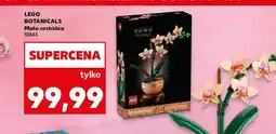 Kaufland BOTANICALS Mała orchidea 10343 oferta