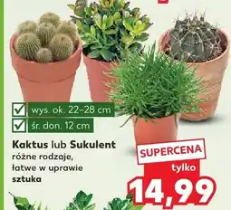 Kaufland Kaktus lub Sukulent różne rodzaje łatwe w uprawie sztuka oferta