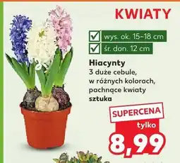Kaufland Hiacynty 3 duże cebule w różnych kolorach pachnące kwiaty sztuka oferta