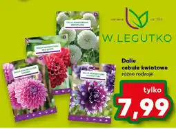 Kaufland W.LEGUTKO Dalie cebule kwiatowe oferta