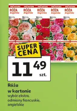 Auchan Róża w kartonie oferta