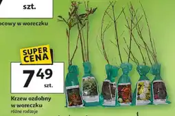 Auchan Krzewy ozdobne oferta
