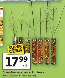 Auchan Drzewka owocowe w kartonie oferta