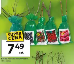 Auchan Krzewy maliny oferta