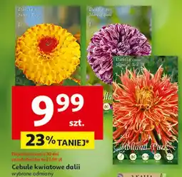 Auchan Cebula kwiatowa dalia oferta