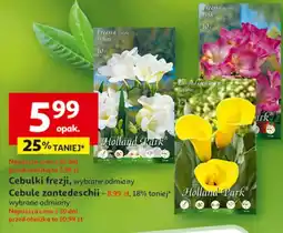 Auchan Cebulki zantedeschia oferta