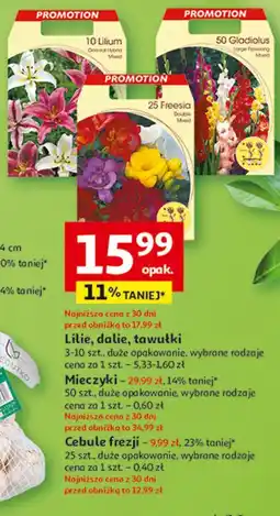 Auchan Cebule frezji oferta