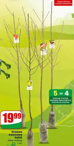 Dino Drzewo owocowe balot (różne rodzaje) oferta