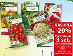 Dino Nasiona (różne rodzaje) oferta