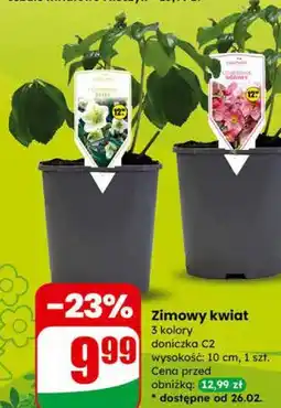 Dino Zimowy kwiat (Ciemiernik) oferta