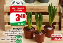 Dino Hiacynt doniczka 8,5 cm oferta