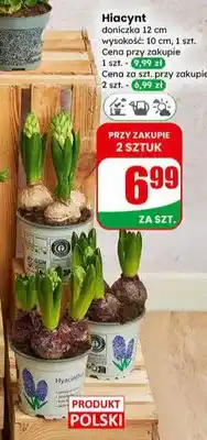 Dino Hiacynt doniczka 12cm oferta