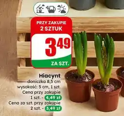 Dino Hiacynt doniczka 8,5cm oferta