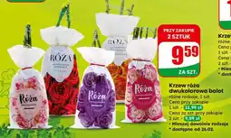 Dino Krzew róża dwukolorowa balot różne rodzaje oferta