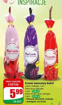 Dino Krzew owocowy balot różne rodzaje oferta