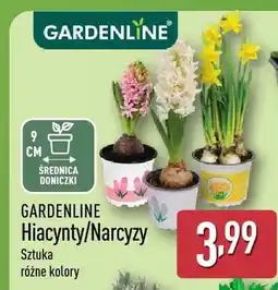 ALDI Hiacynty różne kolory oferta