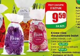 Dino Krzew róża dwukolorowa balot oferta