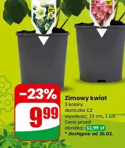 Dino Zimowy kwiat oferta