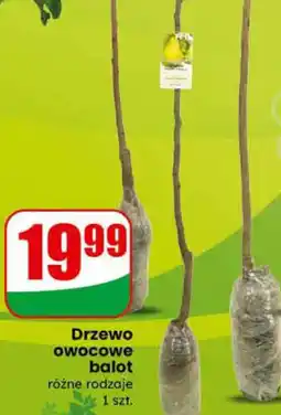 Dino Drzewo owocowe balot oferta