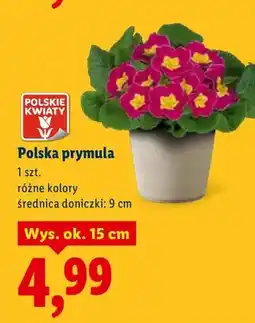Lidl Polska primula oferta