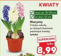 Kaufland Hiacynty oferta