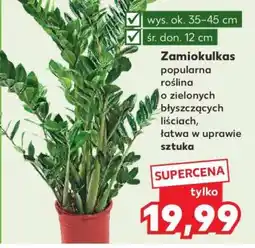 Kaufland Zamiokulkas oferta