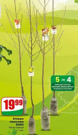 Dino Drzewo owocowe jabłoń oferta